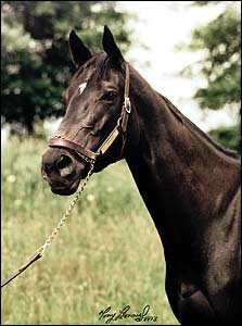 Ruffian
